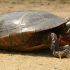 Painted Turtle,Eastern