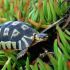 Bow-sprit Tortoise