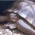 Desert Tortoise