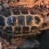 Forsten',s Tortoise