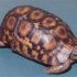 Hingeback Tortoise,Bell',s