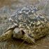 Leopard Tortoise,South African