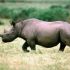 Rhino Poaching