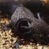   Axolotl