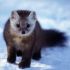 Top  Marten