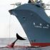   Japan Whaling