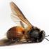 Discuss  Honey Bees Dying At Alarming Rates