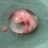 Top  Human Embryo