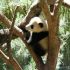 Discuss  Pandas
