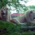 Top  White Lion