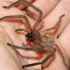   Huntsman Spider