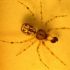 Discuss  Theridion Logan Spider