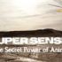   Super Senses Secret Power Animals