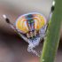   Maratus Personatus Spider