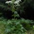   Giant Hogweed