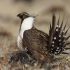 Discuss  Greater Sage Grouse