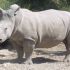 Discuss  White Rhinoceros