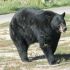 Best of  Yellowstone Bear World