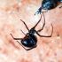 Discuss  Black Widow Spiders