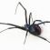 Best of  Redback Spiders