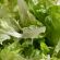 Discuss  Bagged Salad Caused Parasite Outbreak