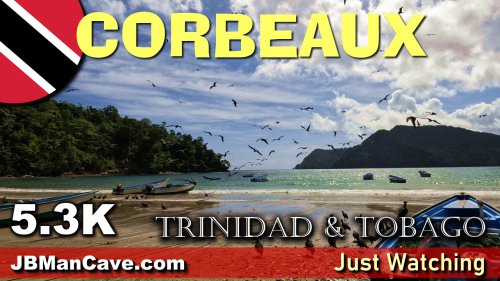 Cobo Birds In Trinidad