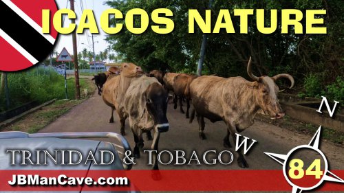 Nature In Icacos Village Trinidad