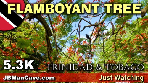 Tropical Red Flame Tree Trinidad