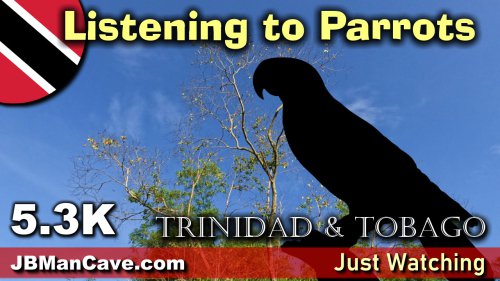 Parrots In Trinidad