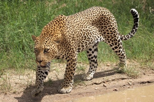 Leopard Attack