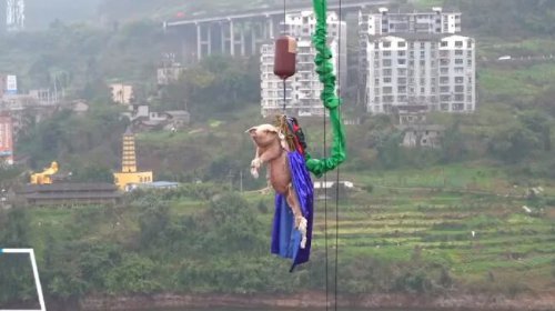 Bungee Jump Pig