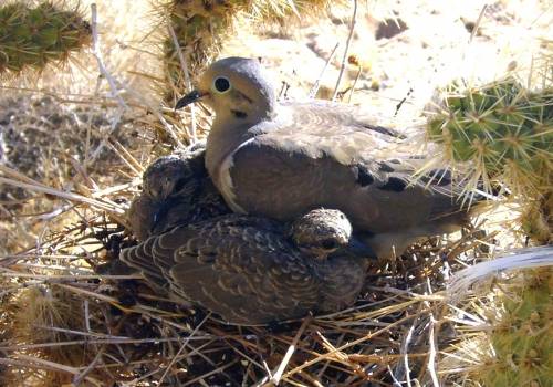 Baby Mourning Doves