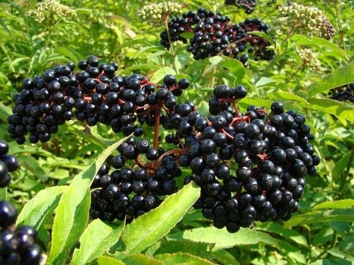 Elderberries For Health