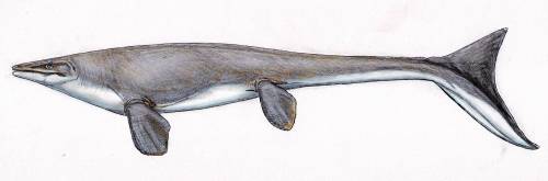 Mosasaurs - Prehistoric Lizard