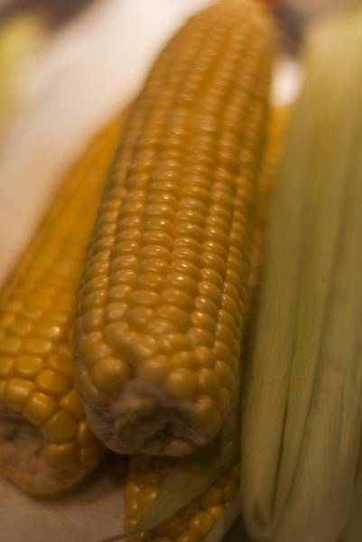 GMO Corn - Corn Research
