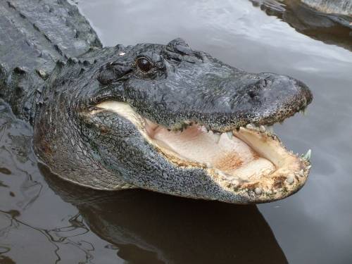 Alligator Attacks