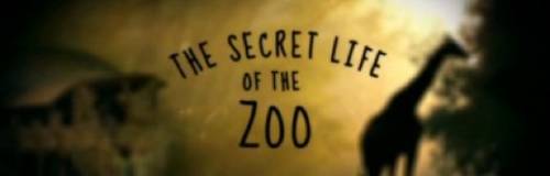 The Secret Life Of The Zoo