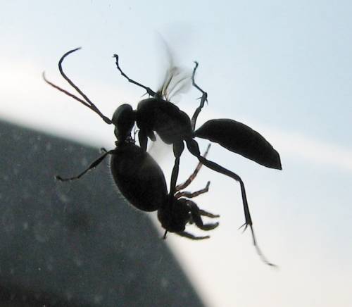 Marabunta Wasp