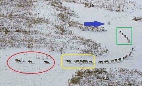 Wolf Pack