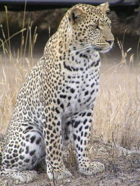 African Leopard