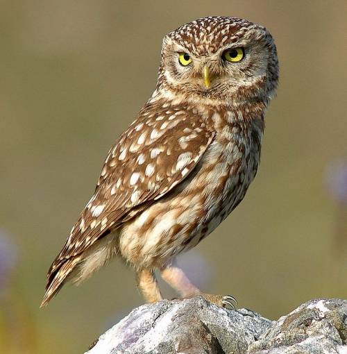Owl Research