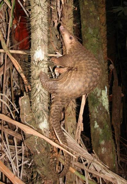 Pangolins