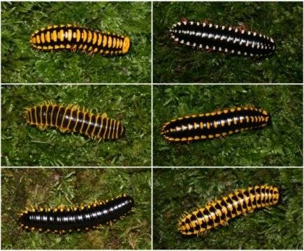 Apheloria Polychroma Colormorphs Millipedes