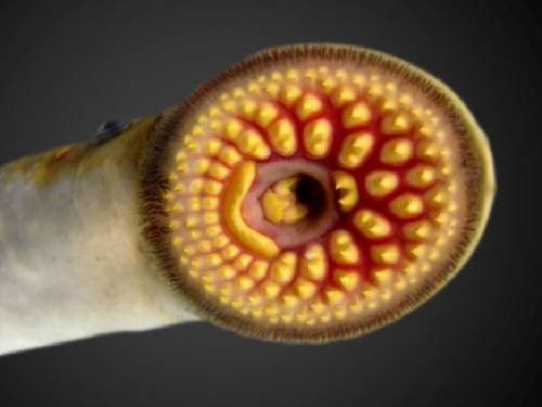 Lampreys