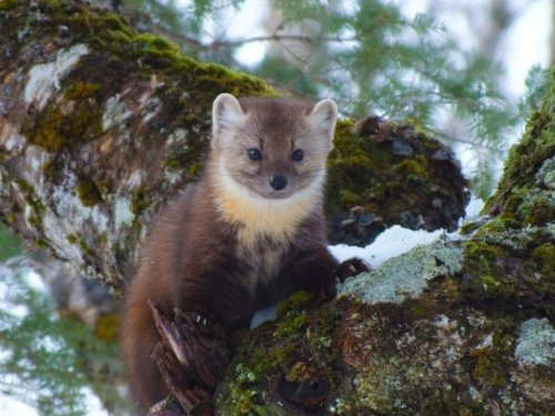 Coastal Marten