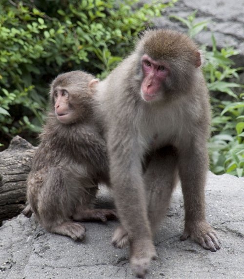 Japanese Macaque Monkey