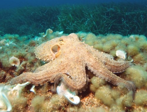 Octopuses Are Really Aliens