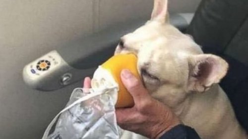 Oxygen Mask On Dog During Flight