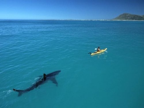 Is This Shark Photo Real?