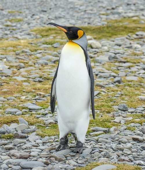 King Penguin